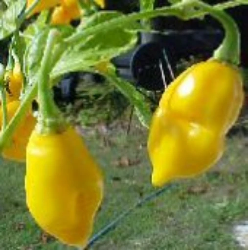 St Lucia Seasoning Hot Peppers (Yellow) HP816-10