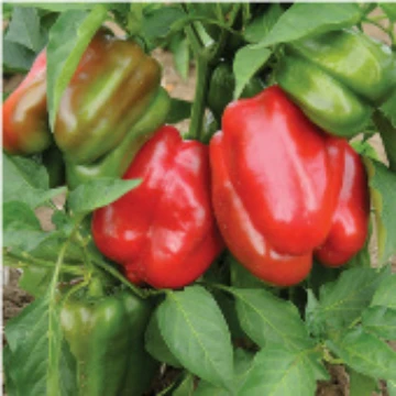 Staddon's Select Pepper Seeds