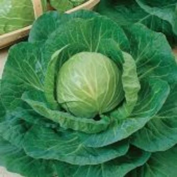 Early Flat Dutch Cabbage Seeds
