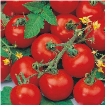 Sub Arctic Plenty Tomato Seeds