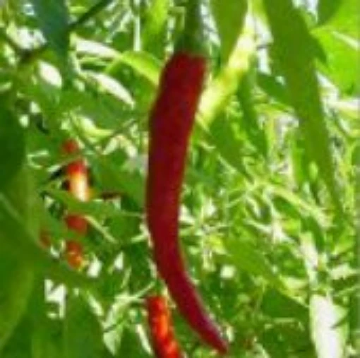 Sugata Hot Peppers HP224-20