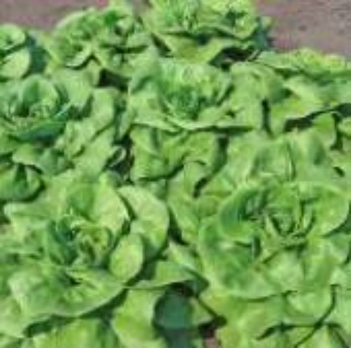 Summer Bibb Lettuce LC48-100