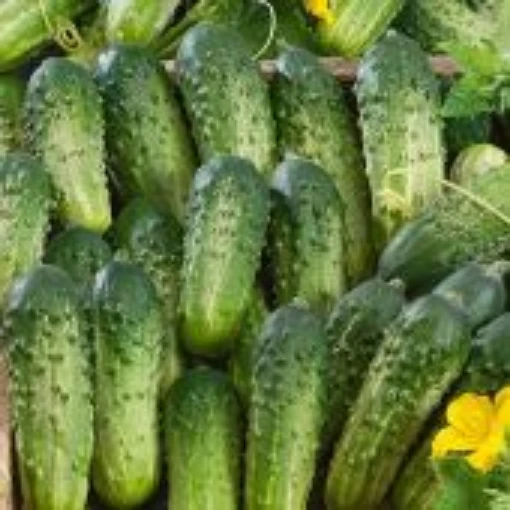 Sumter Cucumbers CU37-20
