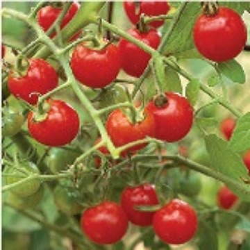 Suncherry Tomato Seeds