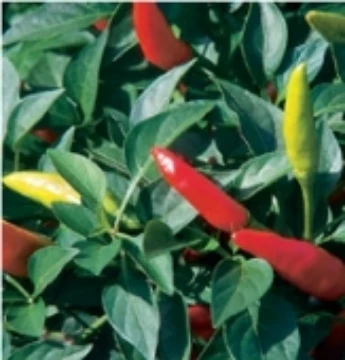 Super Chili Pepper Seeds