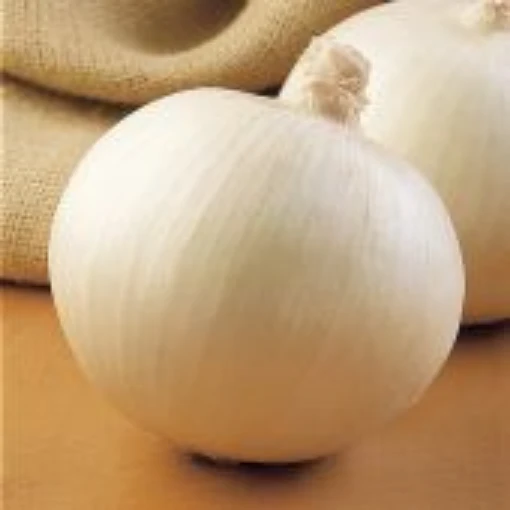 Super Star Onions ON12-100
