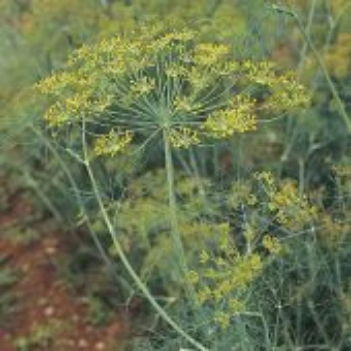 Superdukat Dill HB32-100