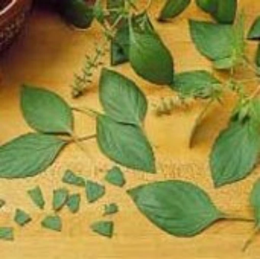 Sweet Dani Basil HB87-100