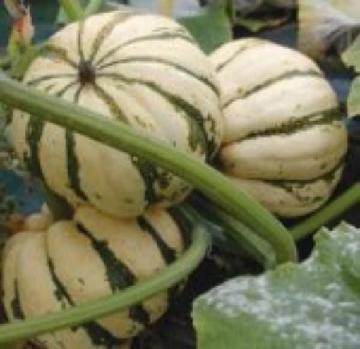 Sweet Dumpling Squash SQ20-20