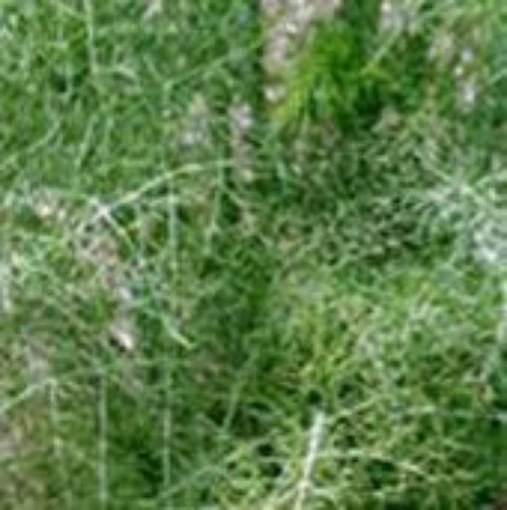 Sweet Fennel HB137-50