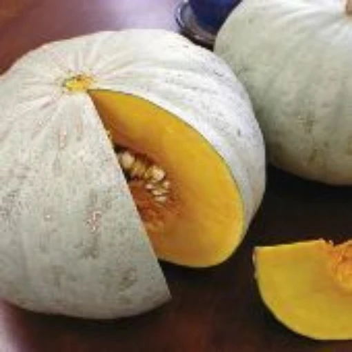 Sweet Meat Squash SQ37-10