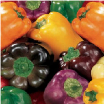 Rainbow Bell Pepper Seeds