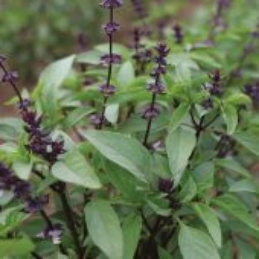 Sweet Thai Basil HB16-100