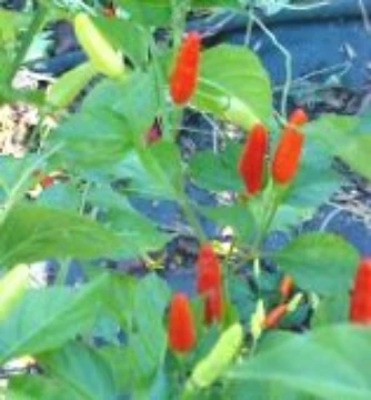 Tabasco McIlhenny Pepper Seeds
