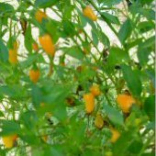 Tabasco Hot Peppers (Short Yellow) HP400-20