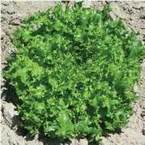 Tango Lettuce LC43-100