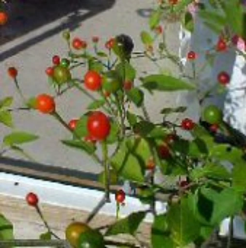 Tarahumara Chiltepin Hot Peppers HP1165-10