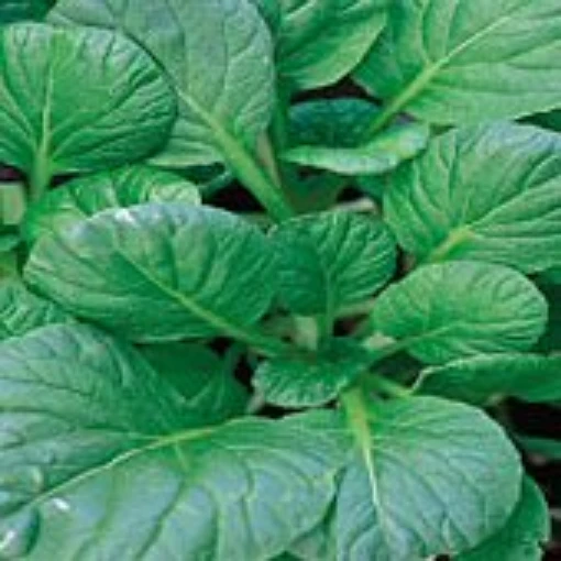 Tatsoi Improved Mustard