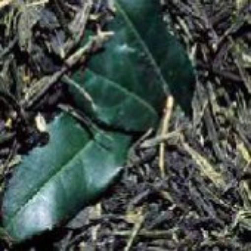 Tea Leaf Tree TR12-5