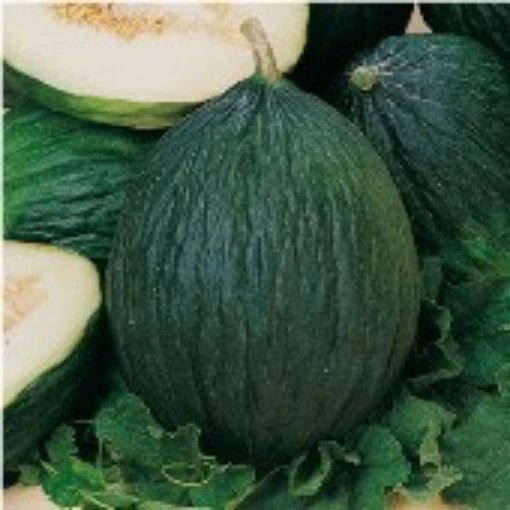 Tendral Verde Tardif Melons CA58-20