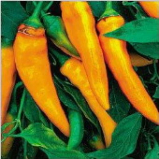 Tequila Sunrise Sweet Peppers SP260-20_Base