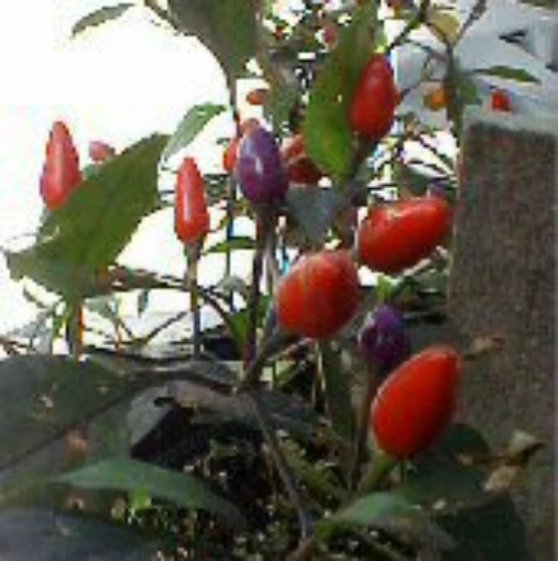 Texas Black Hot Peppers HP1923-10