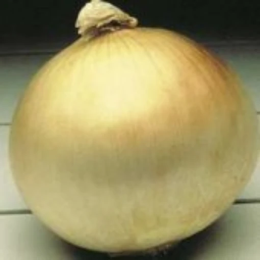 Texas Early Grano Onions ON13-100