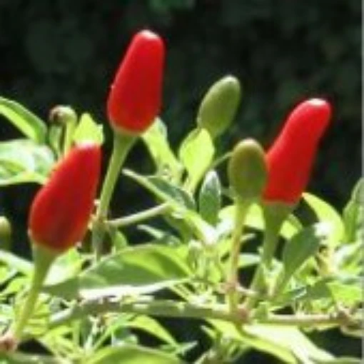 Thai Bird Hot Peppers HP242-10