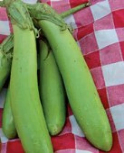 Thai Green Eggplants EG44-20