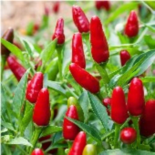 Thai Hot Ornamental Peppers HP245-20
