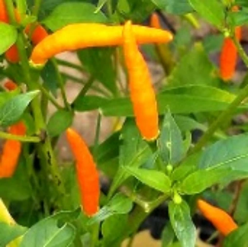 Thai Orange Peppers HP827-10