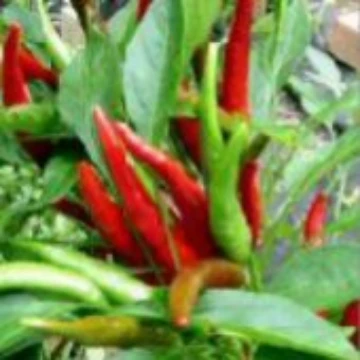 Nippon Taka Pepper Seeds