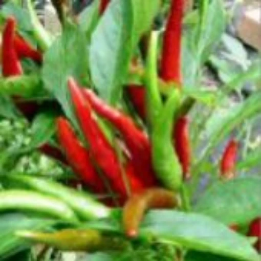 Nippon Taka Hot Peppers HP246-20