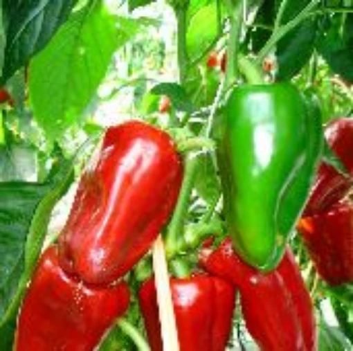 The Big Early Sweet Peppers SP200-10