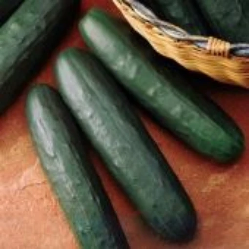 Thunder Cucumbers CU105-20