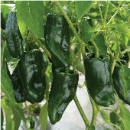 Tiburon Hot Peppers HP1031-10