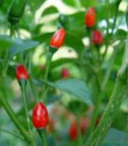 Timplin Hot Peppers HP247-10