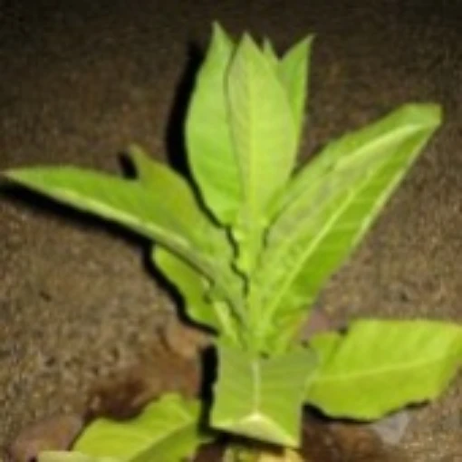 Mosaic Virus Resistant Tobacco Seeds TB1-100
