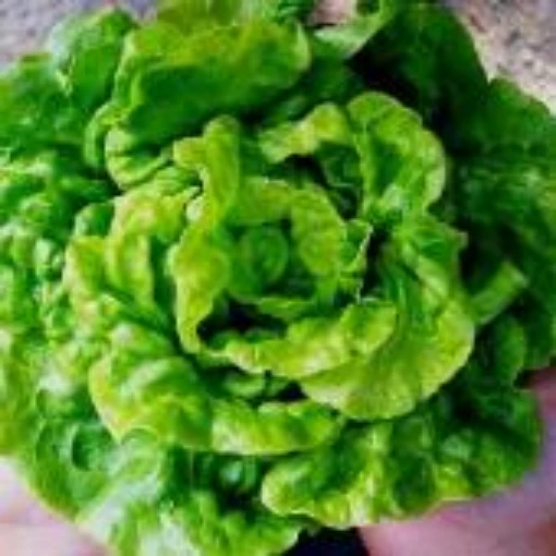 Tom Thumb Lettuce LC13-100