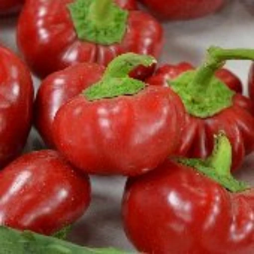 Topepo Rosso Sweet Peppers SP119-20