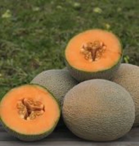 Top Mark Melons CA34-20