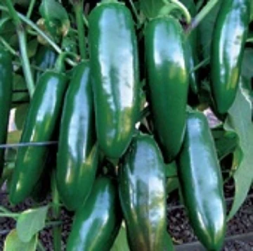 Tormenta Pepper Seeds