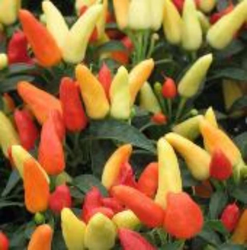 Treasures Red Hot Peppers HP1784-10