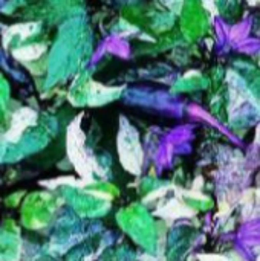 Tricolor Variegata Peppers HP1951-20