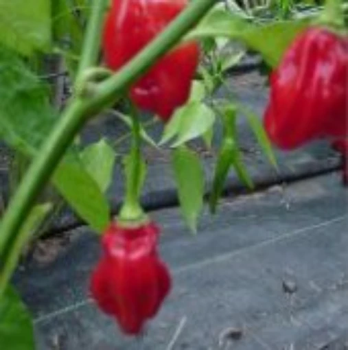 Trinidad Seasoning Hot Peppers HP942-10
