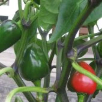 Trottolino Amoroso Pepper Seeds