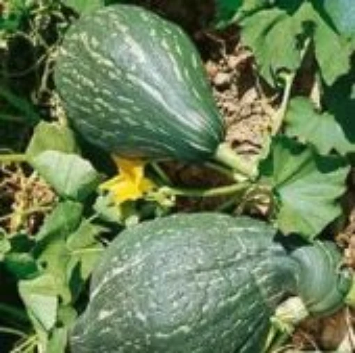 Green Hubbard Squash SQ91-20