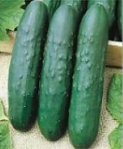 Turbo Cucumbers CU92-20