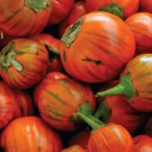 Turkish Orange Eggplants EG54-20