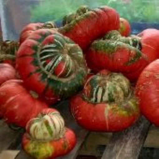 Turk's Turban Gourds GD27-10